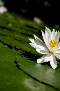 751831_87007486_lotus