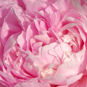 Peony