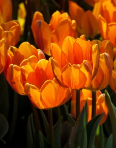 1442176_82908452_tulips