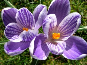 764211_77568906_crocus